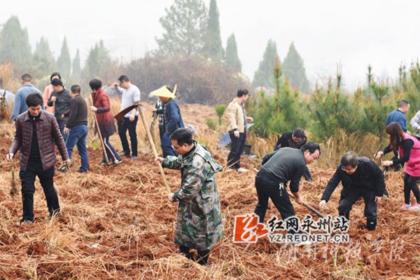 开云最新版本app下载老师们热火朝天地挥锄种金槐