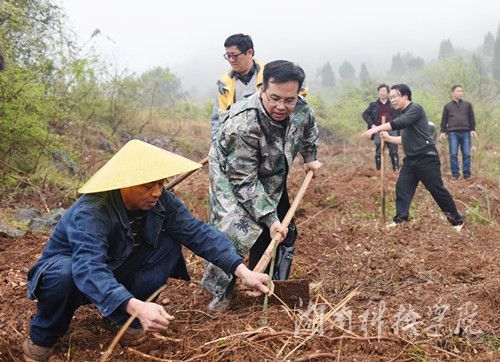 开云最新版本app下载党委书记陈弘与潮水铺村村支书一同种下金槐树苗。